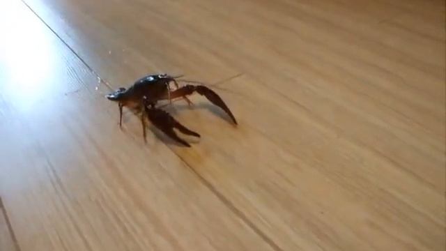 Рак в руке смотреть онлайн