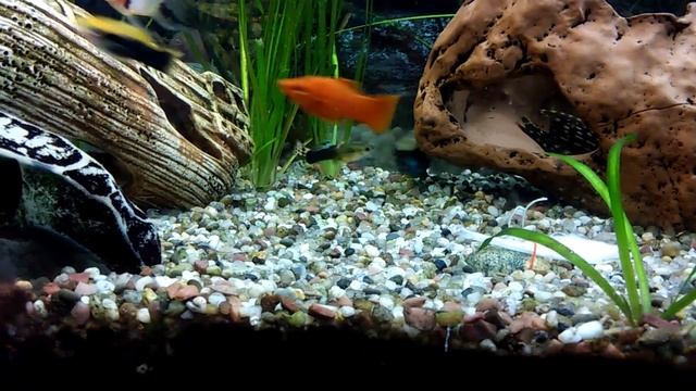 Злые рыбки украли у сома его корм смотреть онлайн