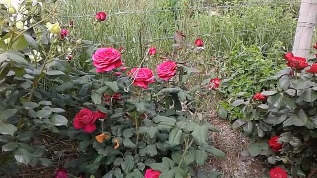 арки из роз цветут, питомник роз Полины Козловой, rozarium.biz смотреть онлайн