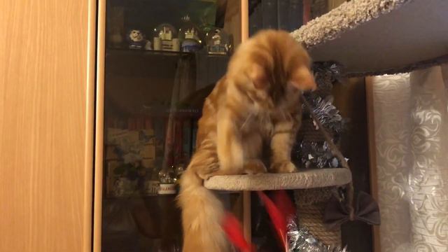 Котик играет. Победили игрушку. Мейн-кун Жасмин. Прикольное видео. Выпуск №3. смотреть онлайн