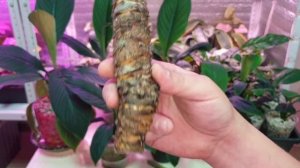 как размножить спатифиллум сенсация