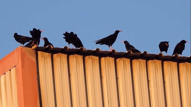 Клушица - Pyrrhocorax pyrrhocorax смотреть онлайн