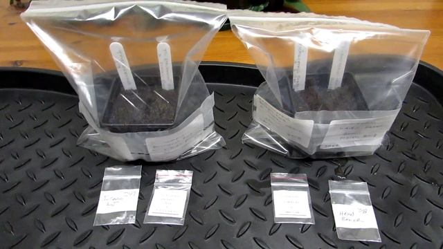 Sowing a variety of Trichocereus Cactus Plant seeds смотреть онлайн