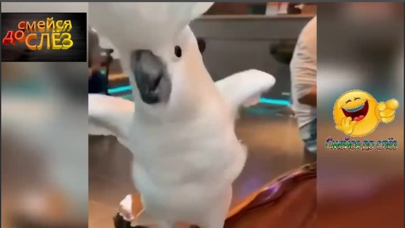 ОБХОХОЧЕШЬСЯ С ЭТИМИ ПОПУГАЙЧИКАМИ... смотреть онлайн