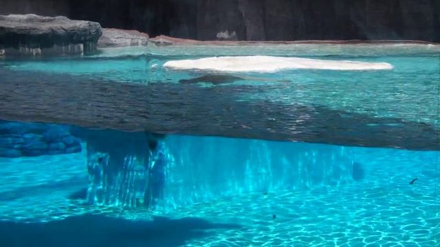 Inuka, the polar bear feeding time @ Singapore Zoo смотреть онлайн