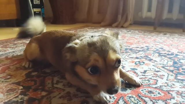 Быстро меняющиеся настроение Фили смотреть онлайн