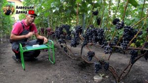 ?  Приготовление домашнего вина  из винограда "кишмиш Юпитер" Часть1 ?