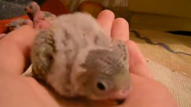 Птенец волнистого попугая