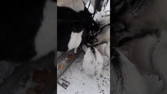 Осваиваем содержание коз по иному. смотреть онлайн