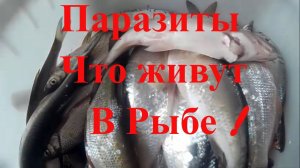 Паразиты  что живут в речной рыбе, будьте бдительны!