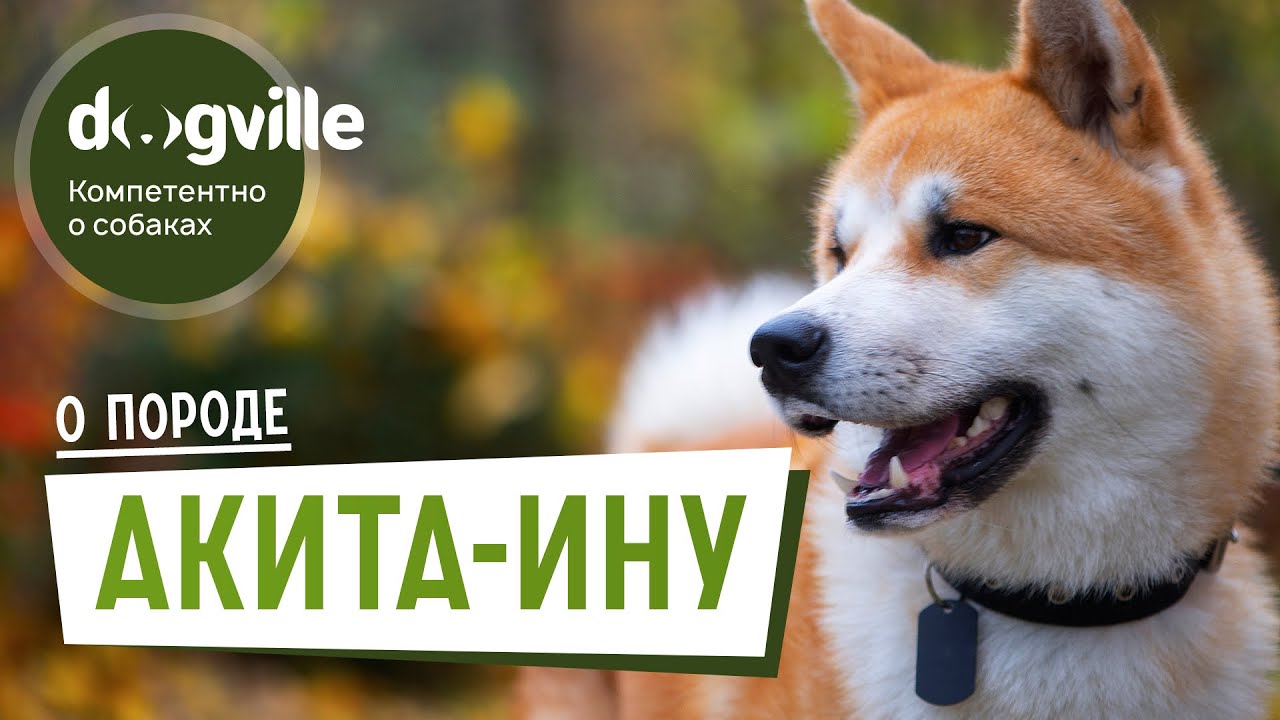 Акита-ину - О породе - Как выбрать щенка Акита-ину? смотреть онлайн