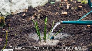 Роза Мари Кюри