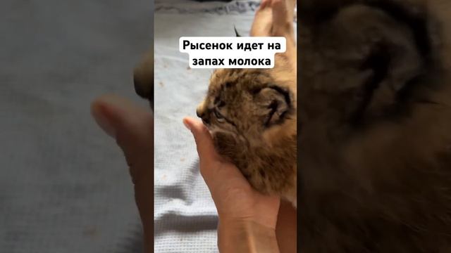 Привлекают ли запахи малышей и какие? Как думаете? #малыши смотреть онлайн