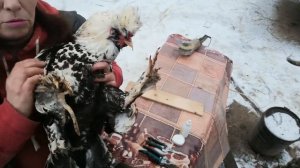 Обрезка шпор у петуха