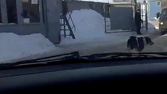 Собаки   демоны 17022011010