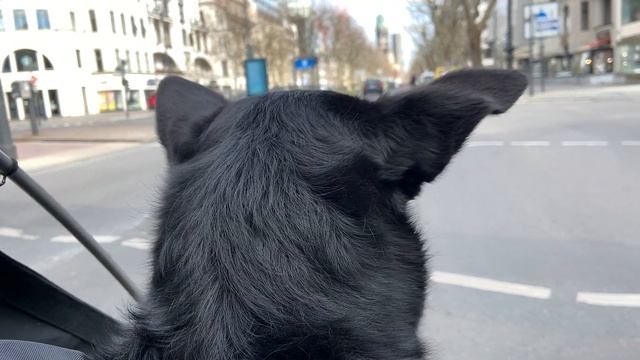 Витя едет по улице Курфюрстендамм смотреть онлайн