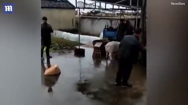 В Китае свинья напала на мясников, спасая собрата смотреть онлайн