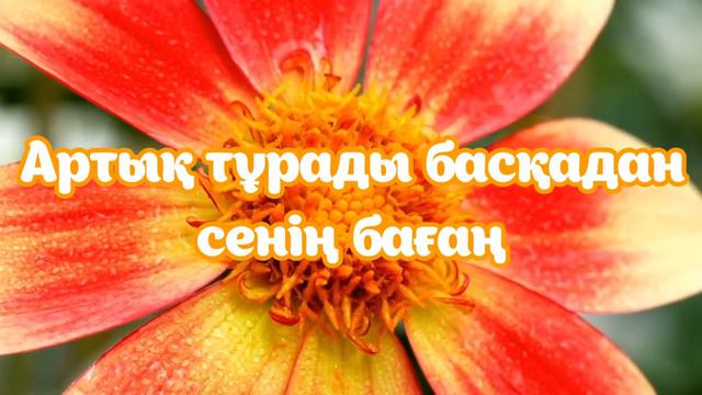 Бүркіт пен Аиша - Ұмытылмас [Lyrisc, текст, сөздері] смотреть онлайн