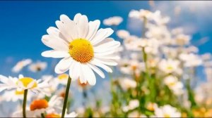 ДУШЕВНЫЕ РАССКАЗЫ❤️РОМАШКИ И РОЗОЧКИ❤️@TEFI РАССКАЗЫ