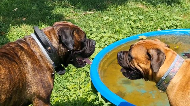 Acer, Leona, (half siblings Bullmastiffs) and Aurora (Standard Poodle). Having some summer fun 🌞 смотреть онлайн