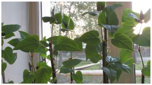 ПРИЩИПКА МИРАБИЛИСА!!!