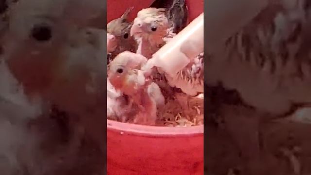 Как растут попугайчики Карела