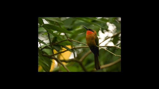 LS 1_1 - CONTRAST LECTURE