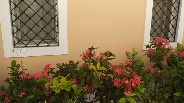 реальные звуки крыльев колибри смотреть онлайн