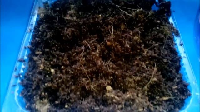 как посадить семена баклажан на рассаду смотреть онлайн