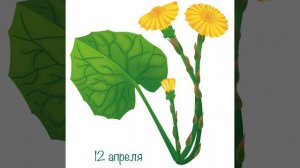 Почему растение называется: Мать-и-мачеха? | Кристаллики добрых мыслей