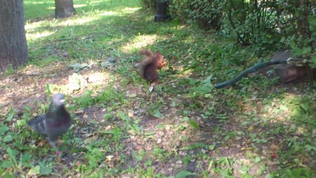 Жизнь с белкой смотреть онлайн