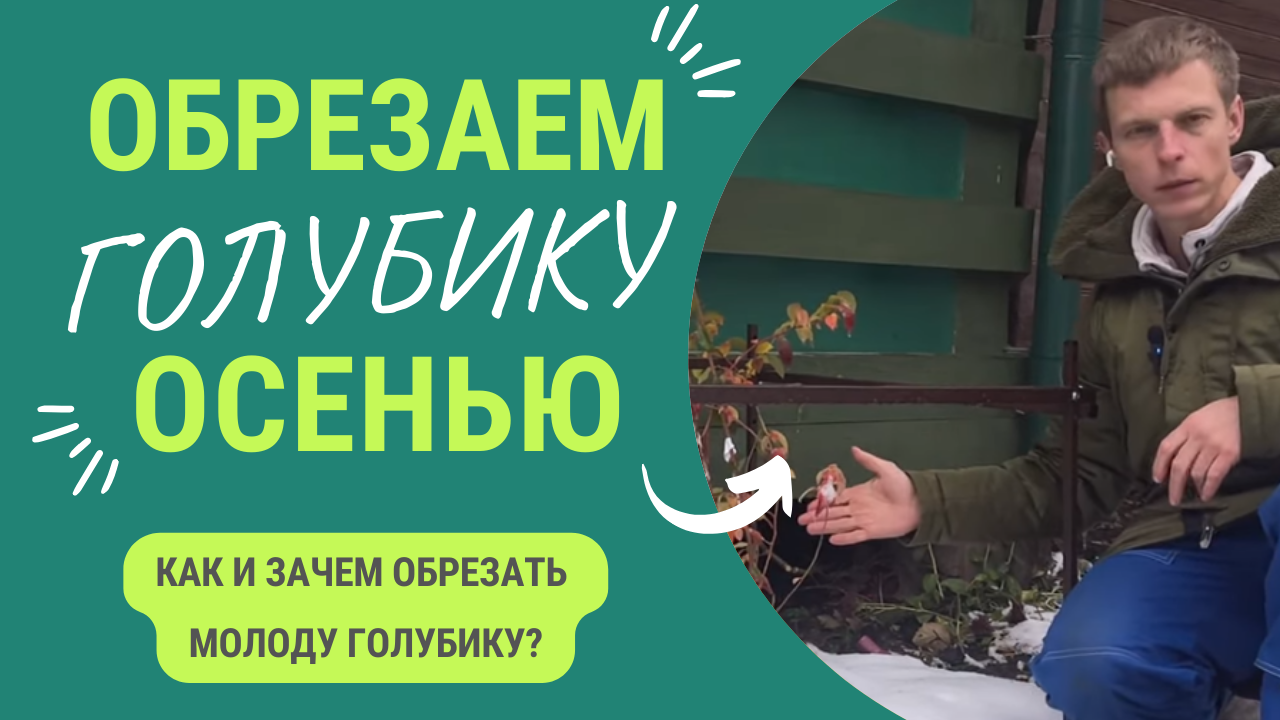 Как обрезать голубику, если посадили ее в этом году_ смотреть онлайн