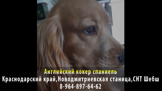 Найден! Английский кокер спаниель. Краснодарский край, Новодмитриевская станица,СНТ Шебш смотреть онлайн