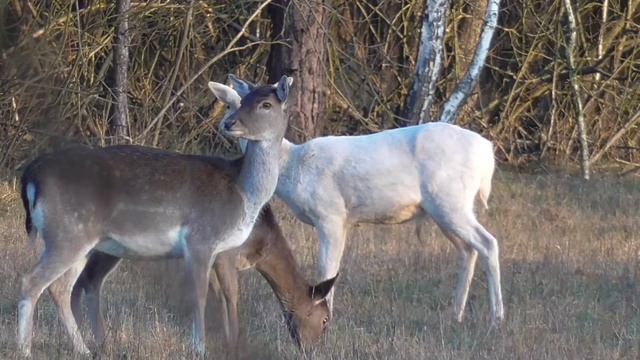 Белый лесной олень (лань альбинос) в декабре. Fallow deer albino смотреть онлайн
