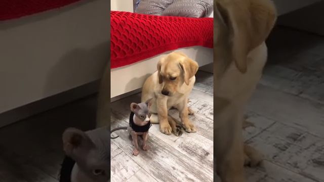 КОТ И ПЁС! КТО СПЁР КОЛБАСУ? ВИДЕО РЖАКА! смотреть онлайн