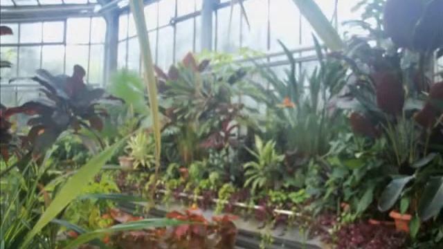 Румыния, Клуж-Напока, дендрарий./Romania, Cluj-Napoca, Arboretum. смотреть онлайн