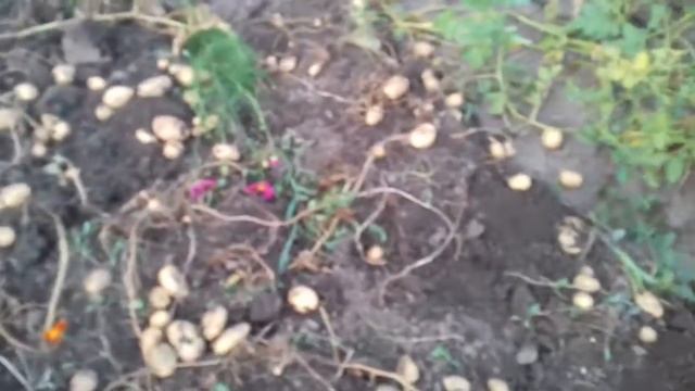 Продолжаю копать картошку.Минимум усилий ...Отличный результат! смотреть онлайн