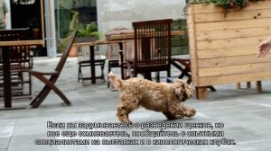 Самое важное о половом созревании щенков