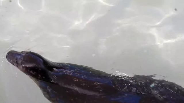 Морской котик смотреть онлайн