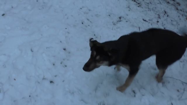 В ПОИСКАХ ЧАГИ И ГРИБОВ! Грибы ноября и как я ЗАВАРИВАЮ ЧАГУ! ГОТОВКА СЕРУШЕК и ГИГРОВОР!