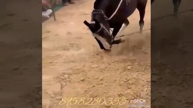 Лошадка танцует смотреть онлайн