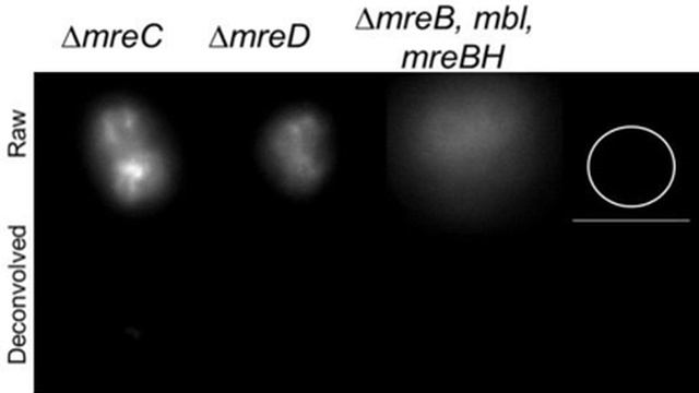 Raw and de-convolved images used for the 3D-reconstruction of DiI-C12 stained membrane смотреть онлайн