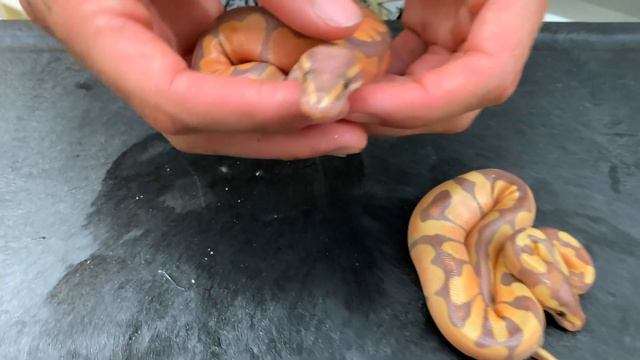 Brightest Snakes Of The Year, These Will Glow смотреть онлайн