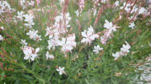 Гаура – Выращивание и уход