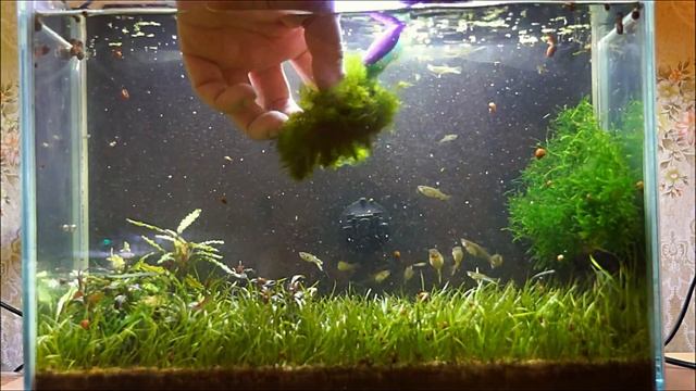 #Аквариум_15L без фильтра, без СО2, минимум удо. 13 месяцев после запуска. смотреть онлайн