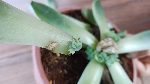 The ways to propagate Stone Lotus are extremely simple and effective beyond expectations смотреть онлайн