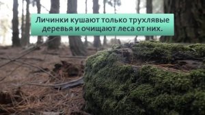 Жук олень Крупнейший жук Европы и его огромная личинка, которая отъедается 8 лет!