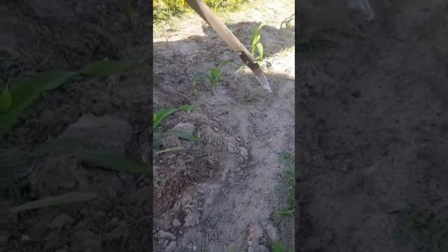 Борьба с сорняками. Плоскорез Фокина творит чудеса! #сорняки #плоскорез #жизньвселе #огород смотреть онлайн