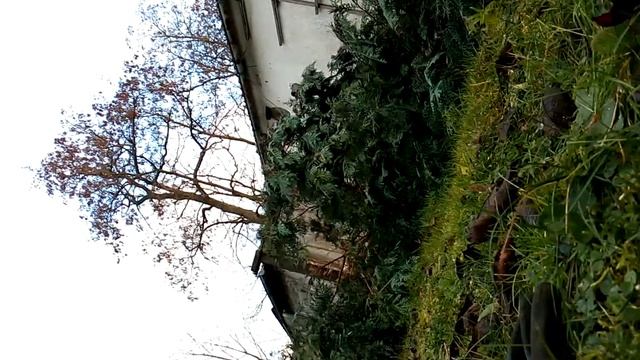 Ich Mache Holz Mit Meiner Husqvarna 130