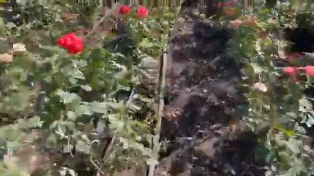 Организация капельного полива для роз смотреть онлайн